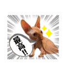 スフィンクス猫の桃乃助（個別スタンプ：21）