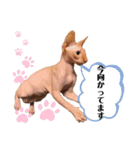 スフィンクス猫の桃乃助（個別スタンプ：23）