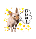 スフィンクス猫の桃乃助（個別スタンプ：24）