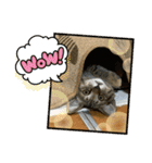 あんことおもちの日常（個別スタンプ：11）