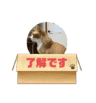 あんことおもちの日常（個別スタンプ：12）