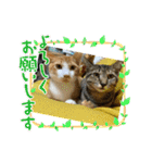 あんことおもちの日常（個別スタンプ：15）