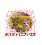 あんことおもちの日常（個別スタンプ：16）