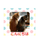 あんことおもちの日常（個別スタンプ：17）