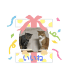 あんことおもちの日常（個別スタンプ：23）
