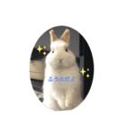 うさぎのふう太（個別スタンプ：5）