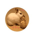 うさぎのふう太（個別スタンプ：6）