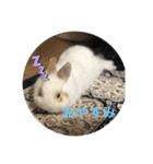うさぎのふう太（個別スタンプ：7）