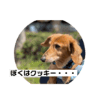 ぼくはクッキー（個別スタンプ：1）