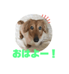 ぼくはクッキー（個別スタンプ：2）