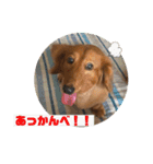 ぼくはクッキー（個別スタンプ：3）