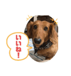 ぼくはクッキー（個別スタンプ：4）