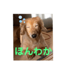 ぼくはクッキー（個別スタンプ：7）
