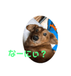 ぼくはクッキー（個別スタンプ：8）