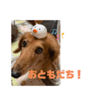 ぼくはクッキー（個別スタンプ：9）