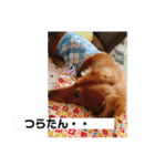 ぼくはクッキー（個別スタンプ：12）