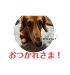 ぼくはクッキー（個別スタンプ：13）