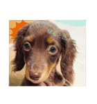 ミニチュアダックスフンド  可愛い飼い犬（個別スタンプ：1）
