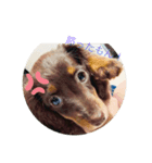 ミニチュアダックスフンド  可愛い飼い犬（個別スタンプ：2）