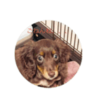 ミニチュアダックスフンド  可愛い飼い犬（個別スタンプ：5）