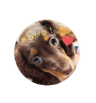ミニチュアダックスフンド  可愛い飼い犬（個別スタンプ：6）