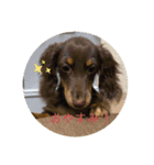 ミニチュアダックスフンド  可愛い飼い犬（個別スタンプ：7）