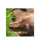 ミニチュアダックスフンド  可愛い飼い犬（個別スタンプ：8）