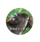 ミニチュアダックスフンド  可愛い飼い犬（個別スタンプ：9）