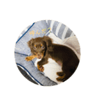 ミニチュアダックスフンド  可愛い飼い犬（個別スタンプ：12）