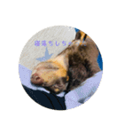 ミニチュアダックスフンド  可愛い飼い犬（個別スタンプ：19）