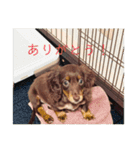 ミニチュアダックスフンド  可愛い飼い犬（個別スタンプ：21）