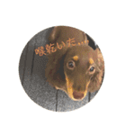 ミニチュアダックスフンド  可愛い飼い犬（個別スタンプ：22）