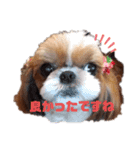 ももの日常 3（個別スタンプ：6）