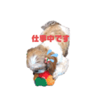 ももの日常 3（個別スタンプ：21）