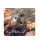 我が家の可愛い大家族 (第5弾)敬語など（個別スタンプ：8）