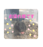 我が家の可愛い大家族 (第5弾)敬語など（個別スタンプ：10）