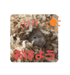 我が家の可愛い大家族 (第5弾)敬語など（個別スタンプ：13）