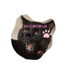 吉之助＆きなこ(総集編)（個別スタンプ：5）
