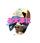 吉之助＆きなこ(総集編)（個別スタンプ：9）