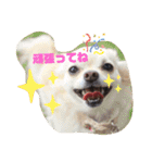 吉之助＆きなこ(総集編)（個別スタンプ：11）