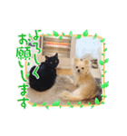 吉之助＆きなこ(総集編)（個別スタンプ：14）