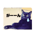 吉之助＆きなこ(総集編)（個別スタンプ：16）