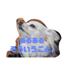 吉之助＆きなこ(総集編)（個別スタンプ：18）