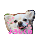 吉之助＆きなこ(総集編)（個別スタンプ：19）