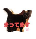 吉之助＆きなこ(総集編)（個別スタンプ：20）