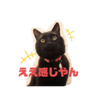 吉之助＆きなこ(総集編)（個別スタンプ：21）