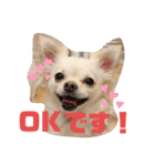 吉之助＆きなこ(総集編)（個別スタンプ：25）