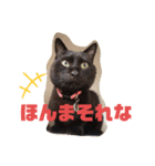 吉之助＆きなこ(総集編)（個別スタンプ：27）