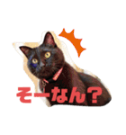 吉之助＆きなこ(総集編)（個別スタンプ：30）