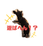 吉之助＆きなこ(総集編)（個別スタンプ：31）
